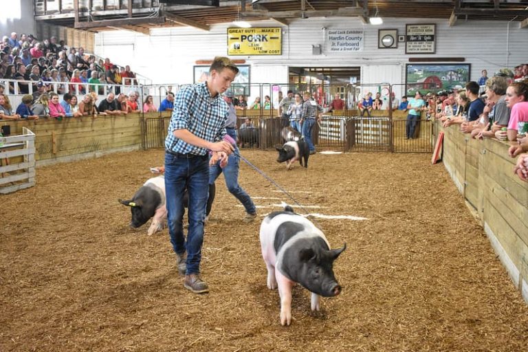Boy showing hogs at the Hardin County fair.