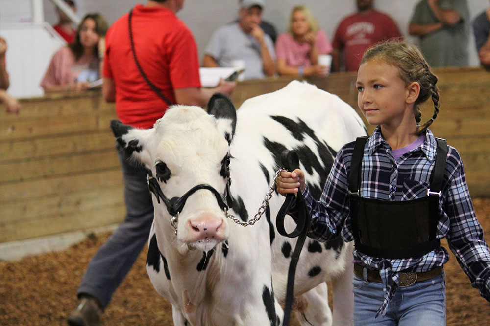 Young girl showing her dairy beef feeder at the 2023 Hardin County Fair.