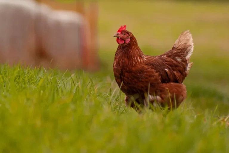 Chicken walking through the grass